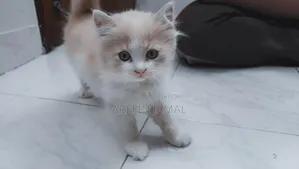 ১-৩ মাসের মেল পিওরব্রেড পার্সিয়ান