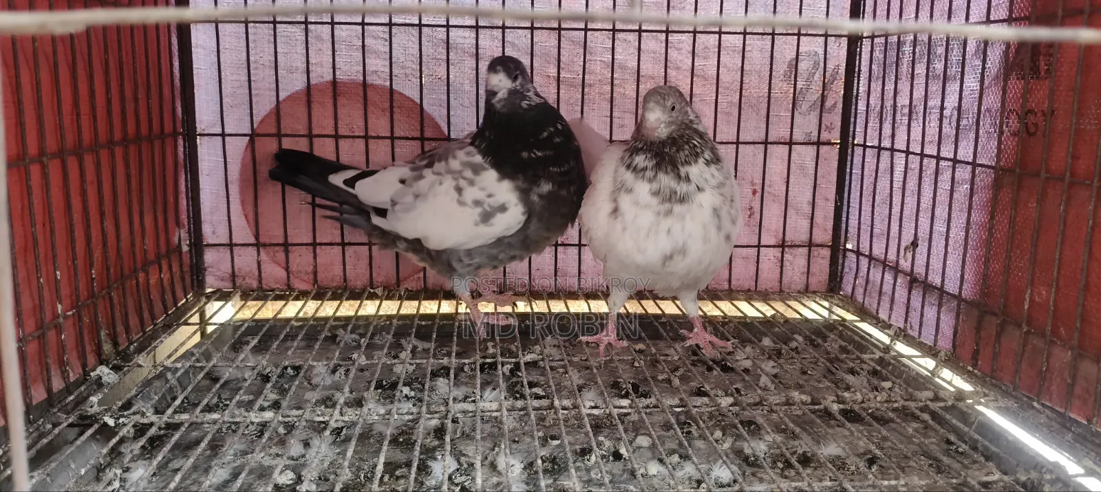 Two Running Giribaj Female Pigeons for Sale