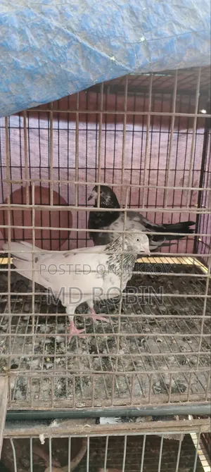 Two Running Giribaj Female Pigeons for Sale