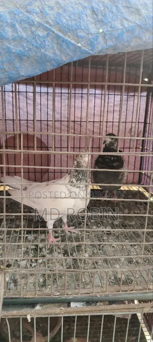 Two Running Giribaj Female Pigeons for Sale