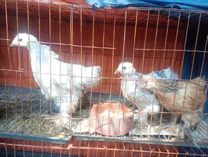 ১ মাসের বেশি বয়সী ব্রাহমা মুরগি