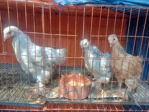 ১ মাসের বেশি বয়সী ব্রাহমা মুরগি
