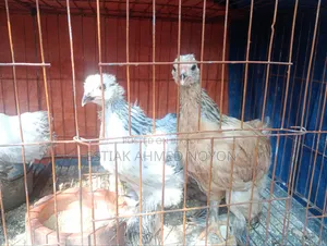 ১ মাসের বেশি বয়সী ব্রাহমা মুরগি