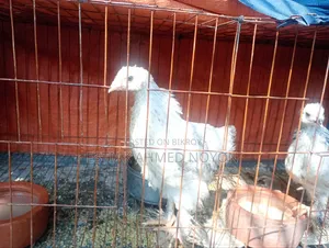 ১ মাসের বেশি বয়সী ব্রাহমা মুরগি