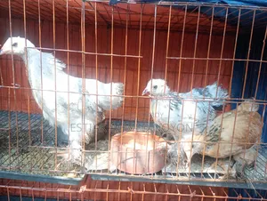 ১ মাসের বেশি বয়সী ব্রাহমা মুরগি