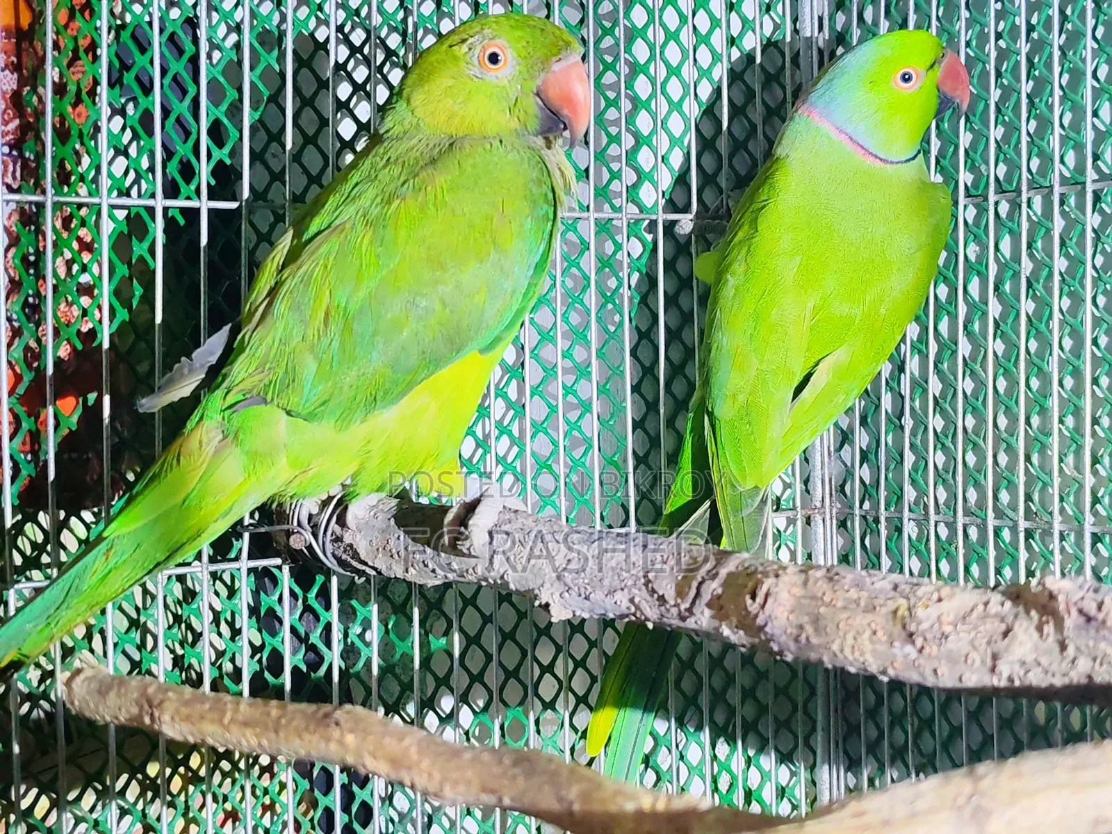 রানিং টিয়া পাখি