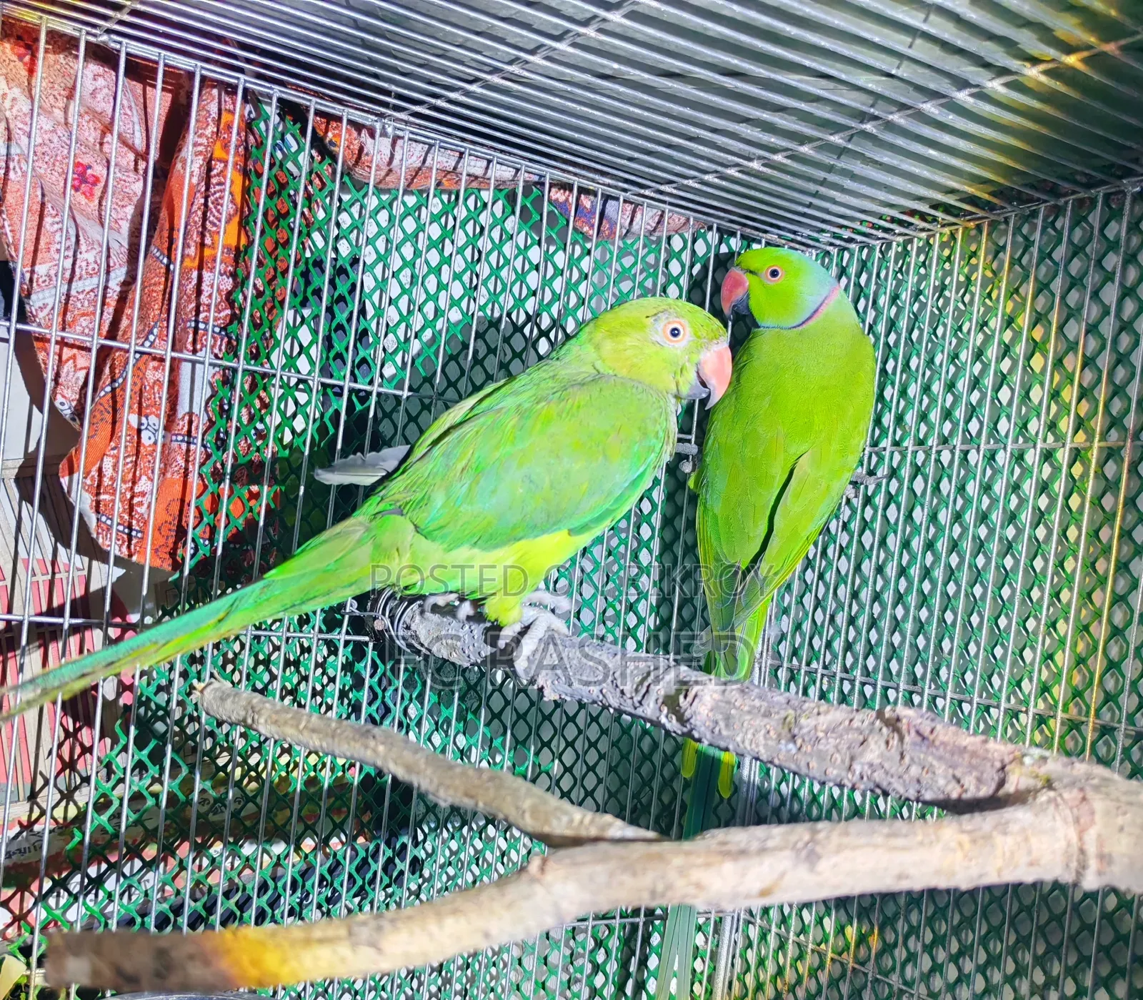 রানিং টিয়া পাখি