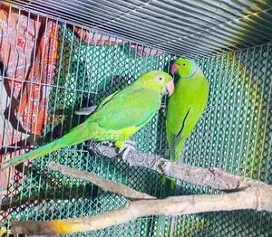 রানিং টিয়া পাখি