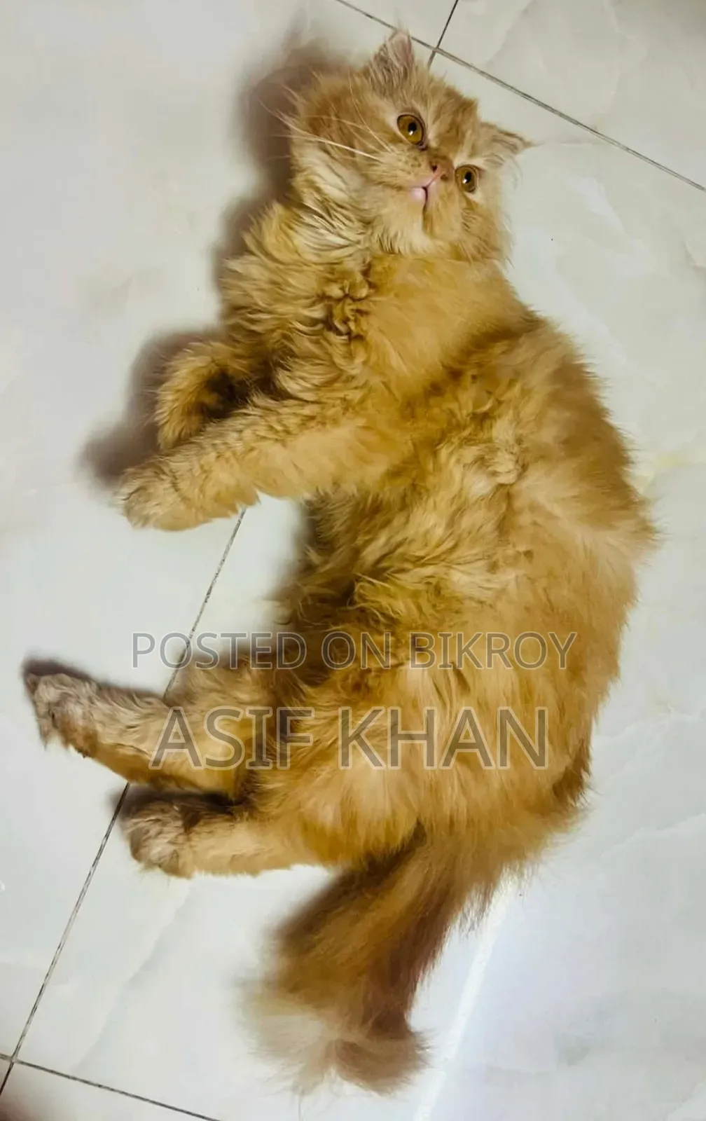 ১+ বছরের মহিলা পিউরব্রেড পার্সিয়ান