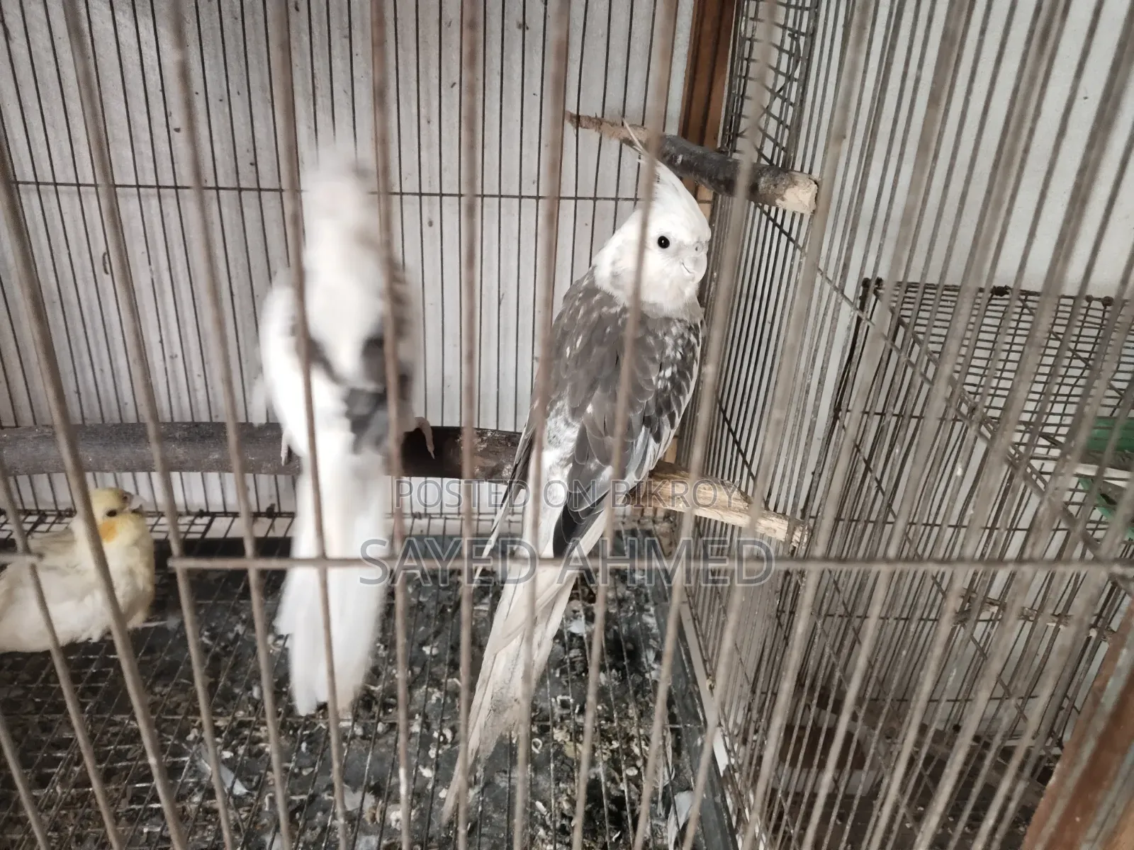 কোকাটেল রানিং জোড়া