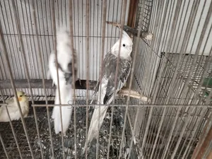 কোকাটেল রানিং জোড়া