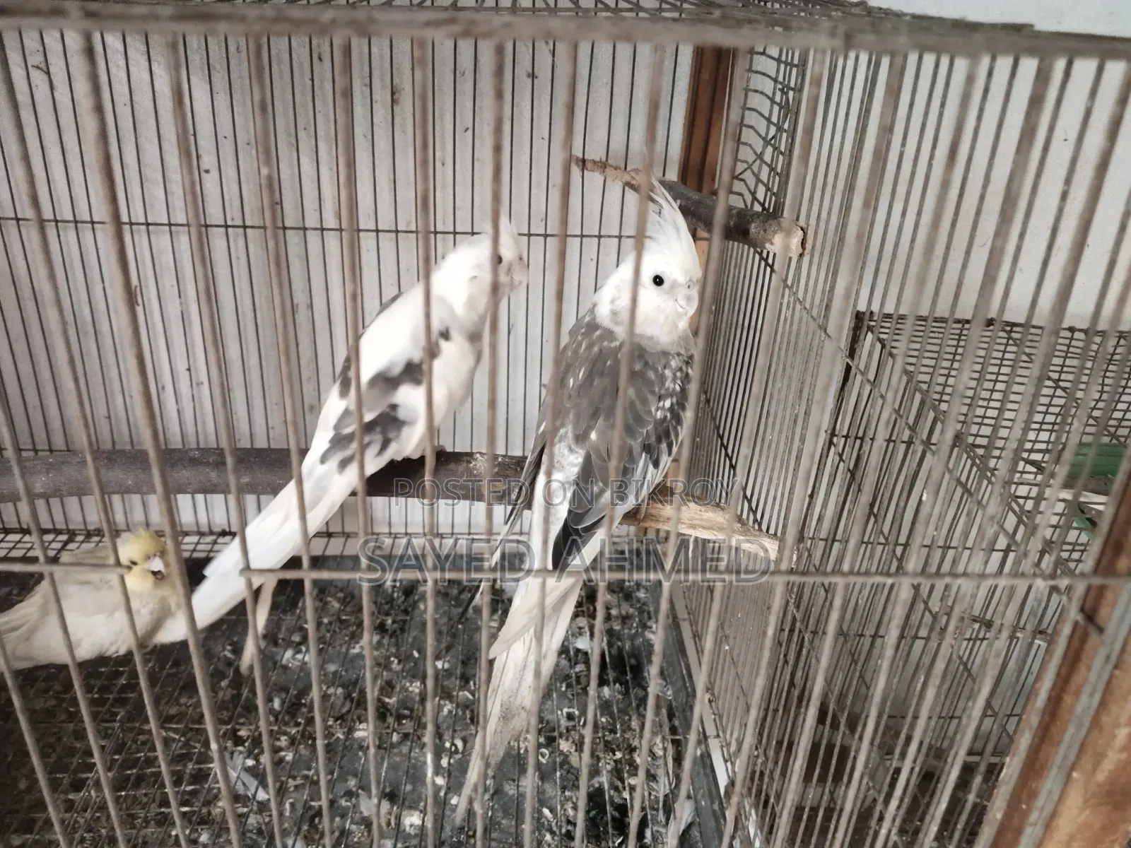 কোকাটেল রানিং জোড়া