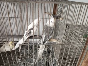 কোকাটেল রানিং জোড়া