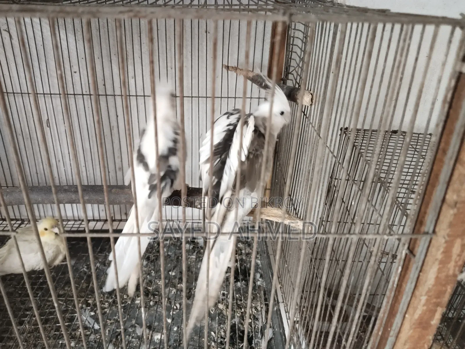 কোকাটেল রানিং জোড়া