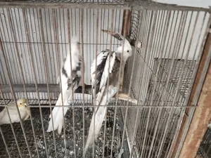 কোকাটেল রানিং জোড়া