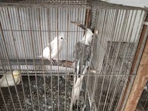 কোকাটেল রানিং জোড়া