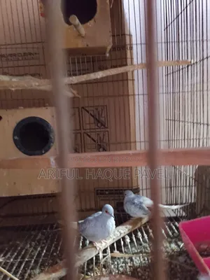 রানিং ডায়মন্ড ডাভ রানিং কটনডিক্স কোয়েল