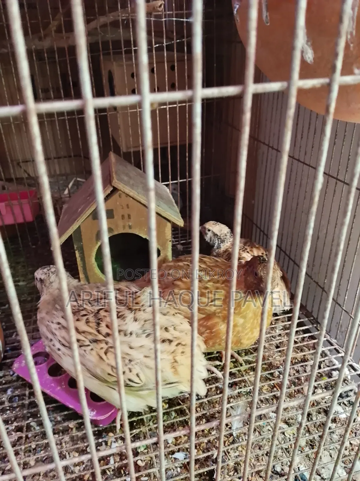 রানিং ডায়মন্ড ডাভ রানিং কটনডিক্স কোয়েল