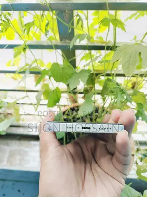 অ্যাপল আইফোন ১২ ১২৮ জিবি সাদা