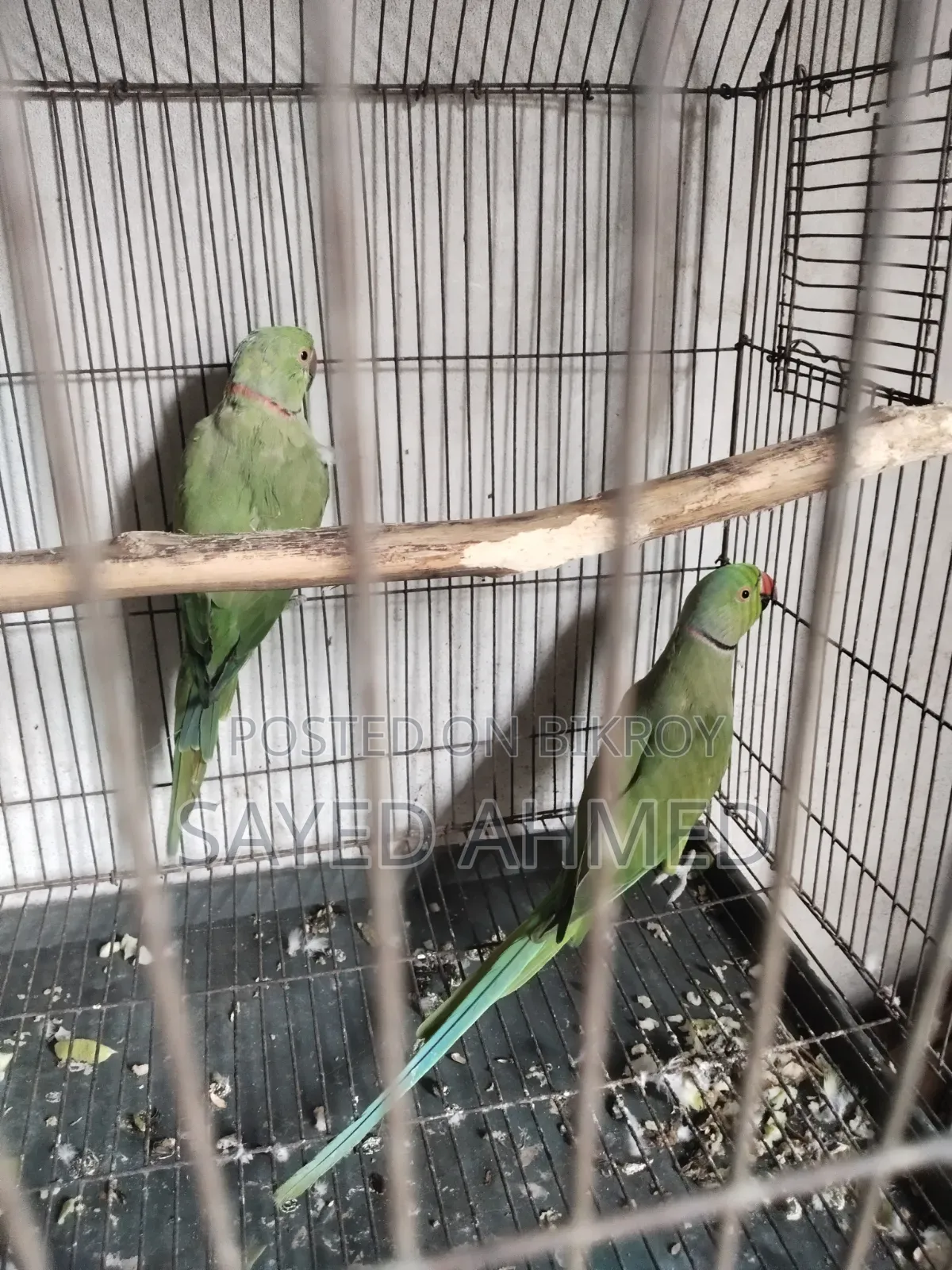 মেল রানিং টিয়া পাখি বিক্রি হবে