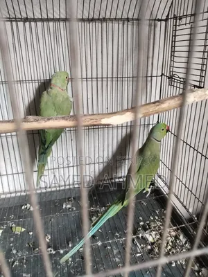 মেল রানিং টিয়া পাখি বিক্রি হবে