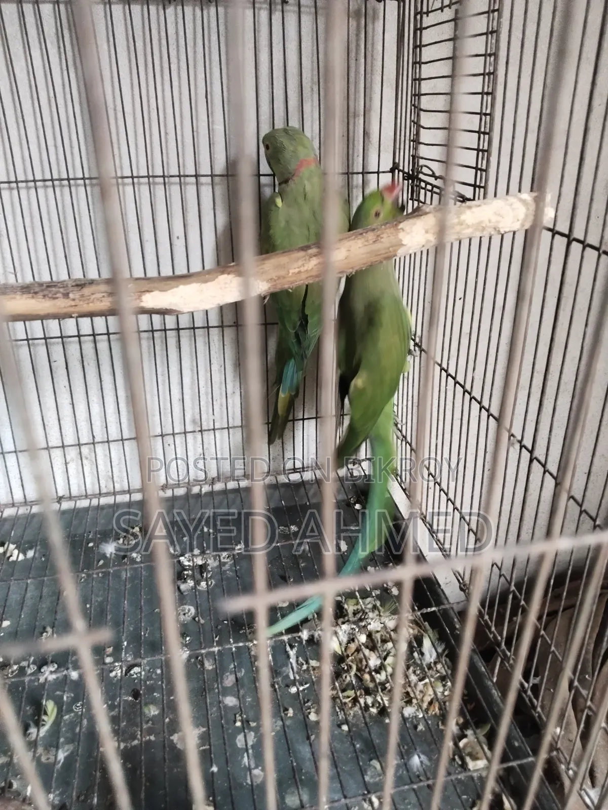 মেল রানিং টিয়া পাখি বিক্রি হবে