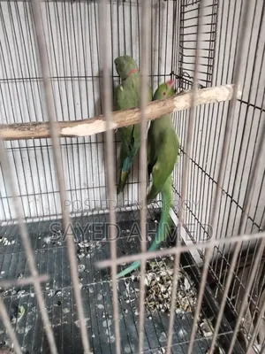 মেল রানিং টিয়া পাখি বিক্রি হবে