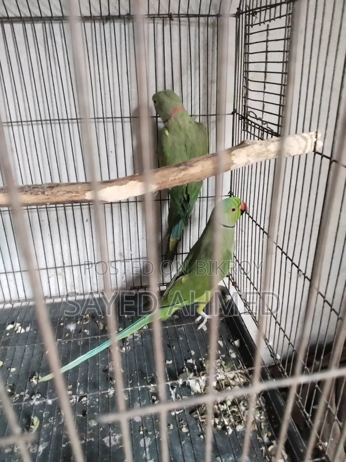 মেল রানিং টিয়া পাখি বিক্রি হবে