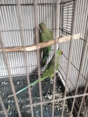 মেল রানিং টিয়া পাখি বিক্রি হবে