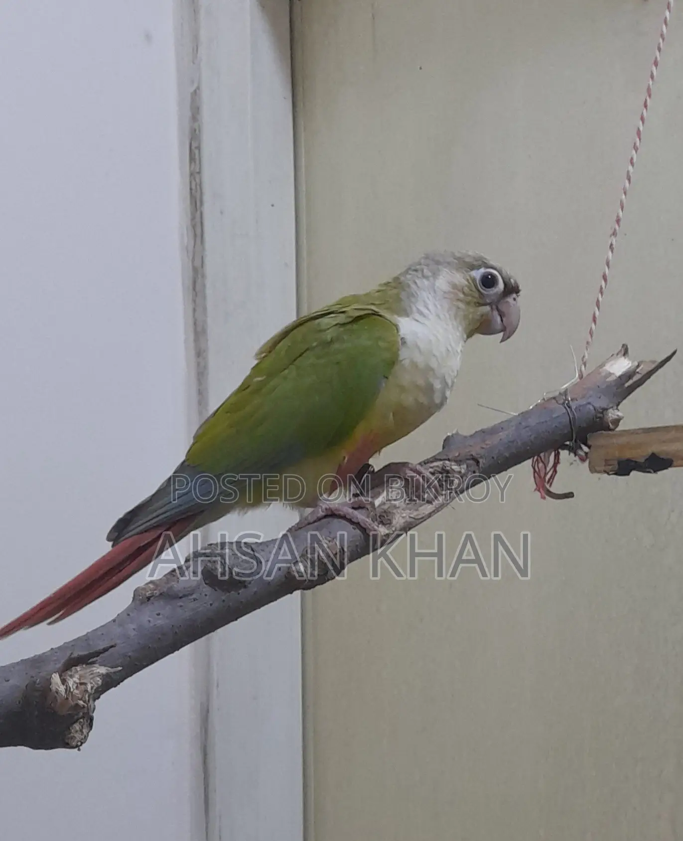 পাইনাপেল কনুর পাখি