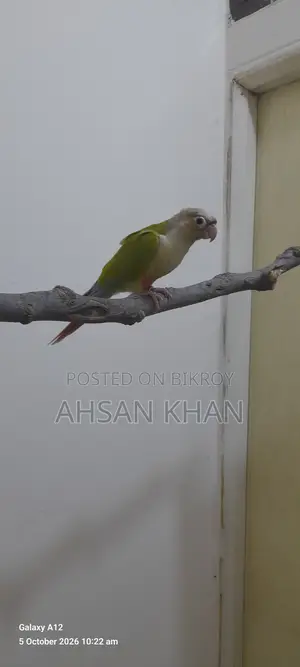 পাইনাপেল কনুর পাখি