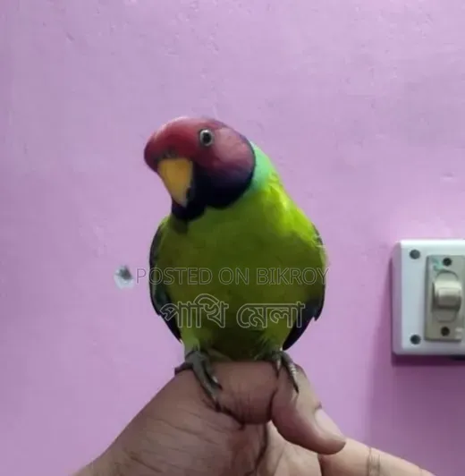 ইন্ডিয়ান প্লাম হেডেড টিয়া পাখি
