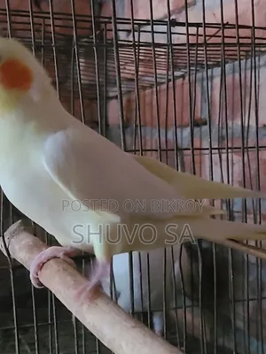 ককাটেল ট্যান পাখি