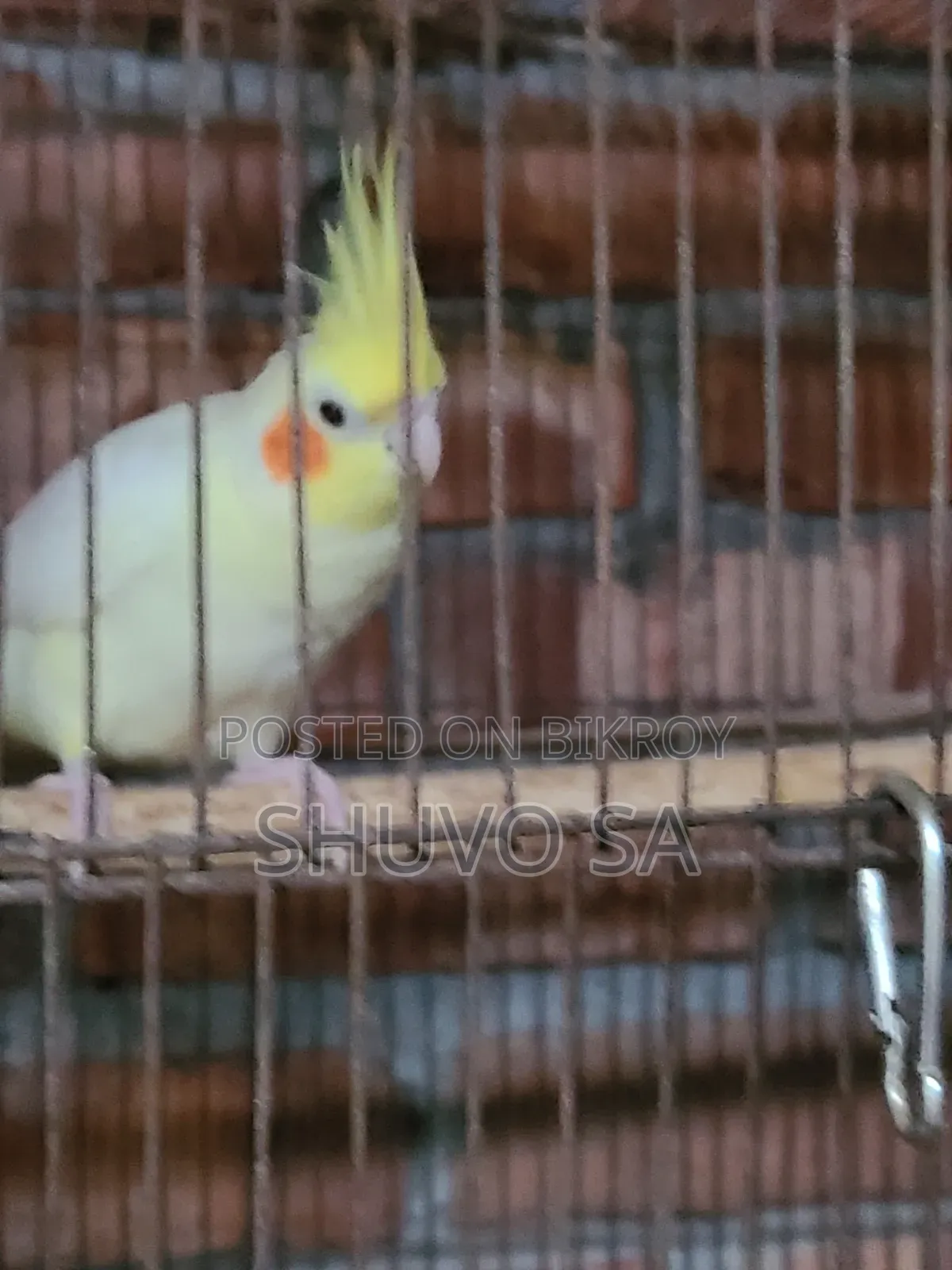 ককাটেল ট্যান পাখি