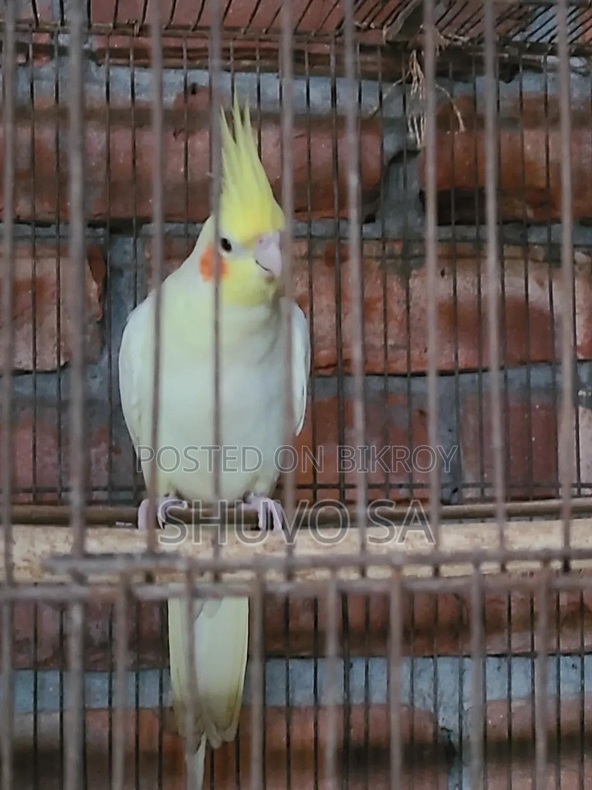 ককাটেল ট্যান পাখি