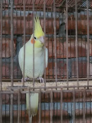 ককাটেল ট্যান পাখি