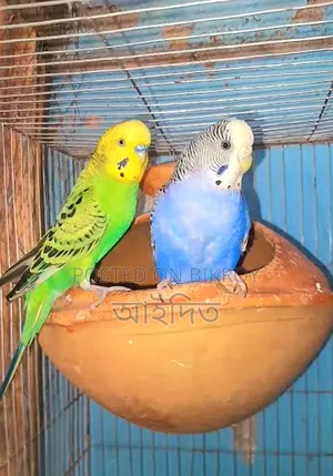 অ্যাডাল্ট বাজরিগার পাখি