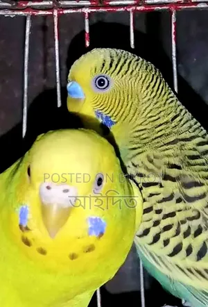 অ্যাডাল্ট বাজরিগার পাখি