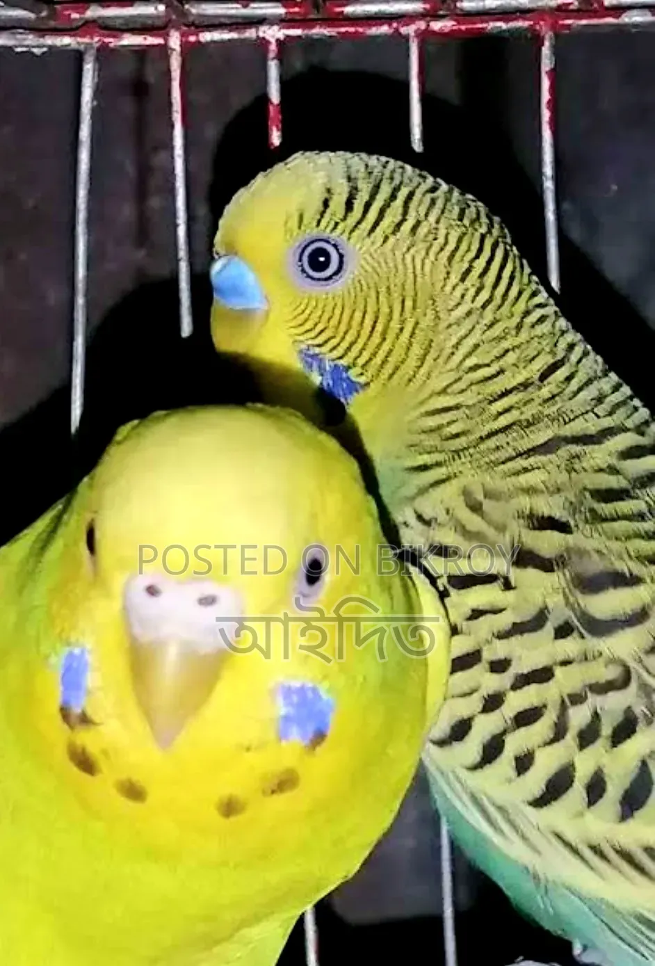 অ্যাডাল্ট বাজরিগার পাখি