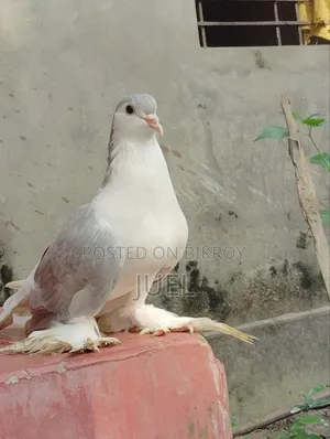 Lahore Shirazi Pigeon Male