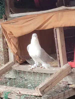 Lahore Shirazi Pigeon Male