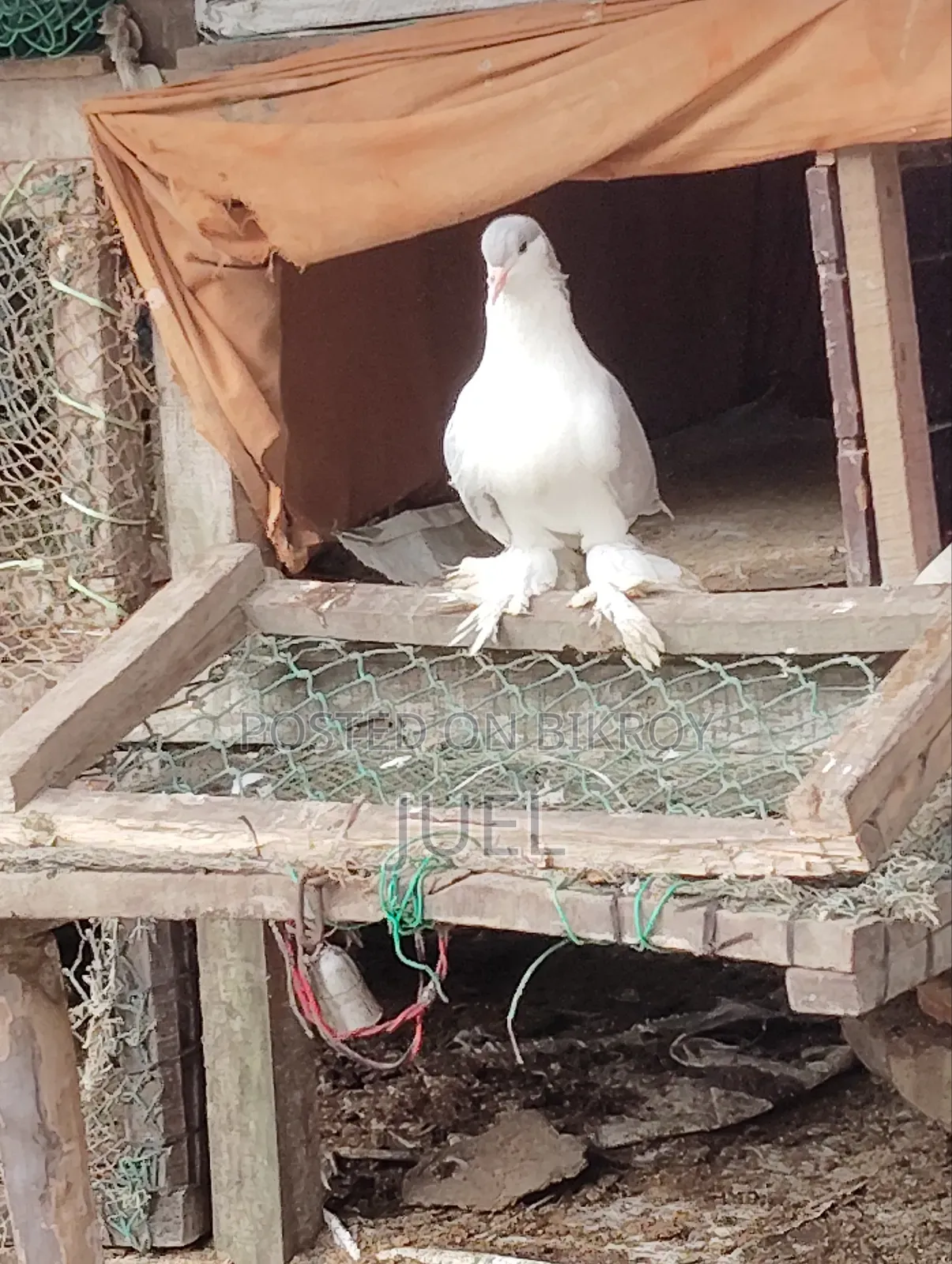 Lahore Shirazi Pigeon Male