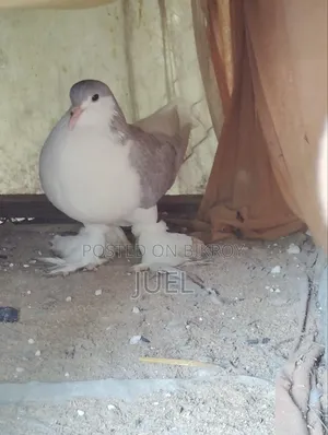 Lahore Shirazi Pigeon Male