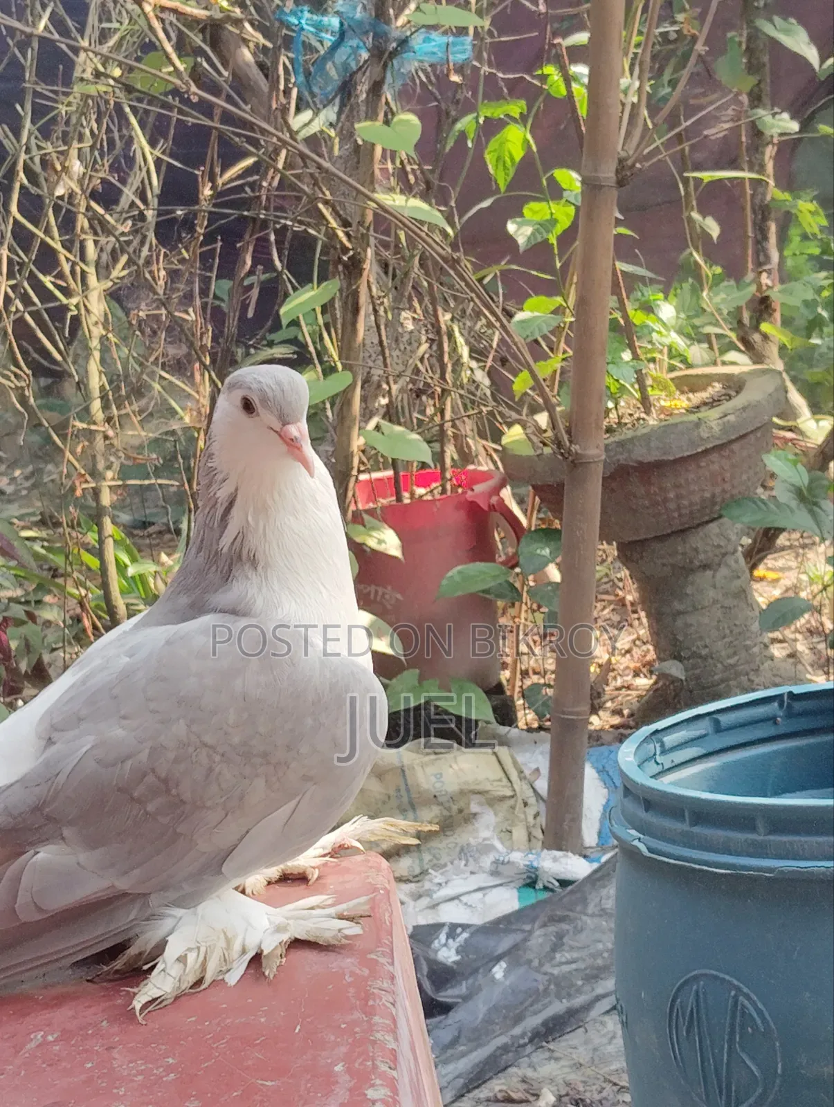 Lahore Shirazi Pigeon Male