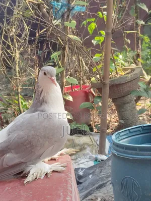Lahore Shirazi Pigeon Male