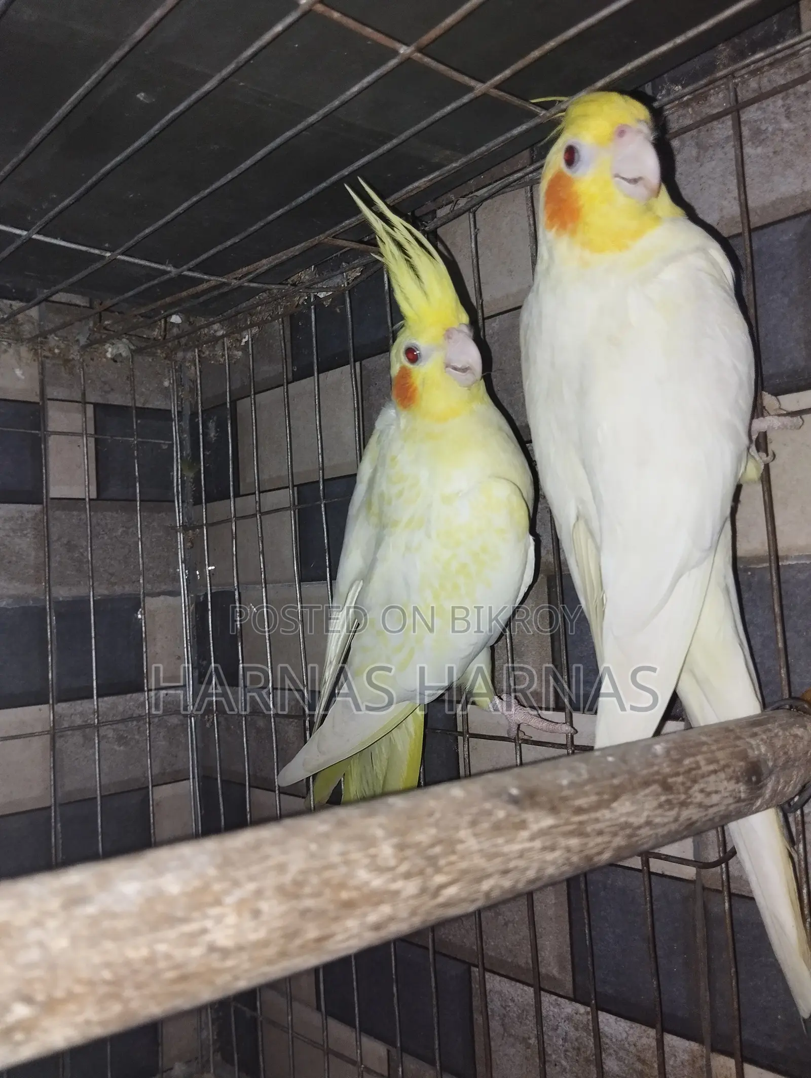 Lutino লুটিনো ককাটেল