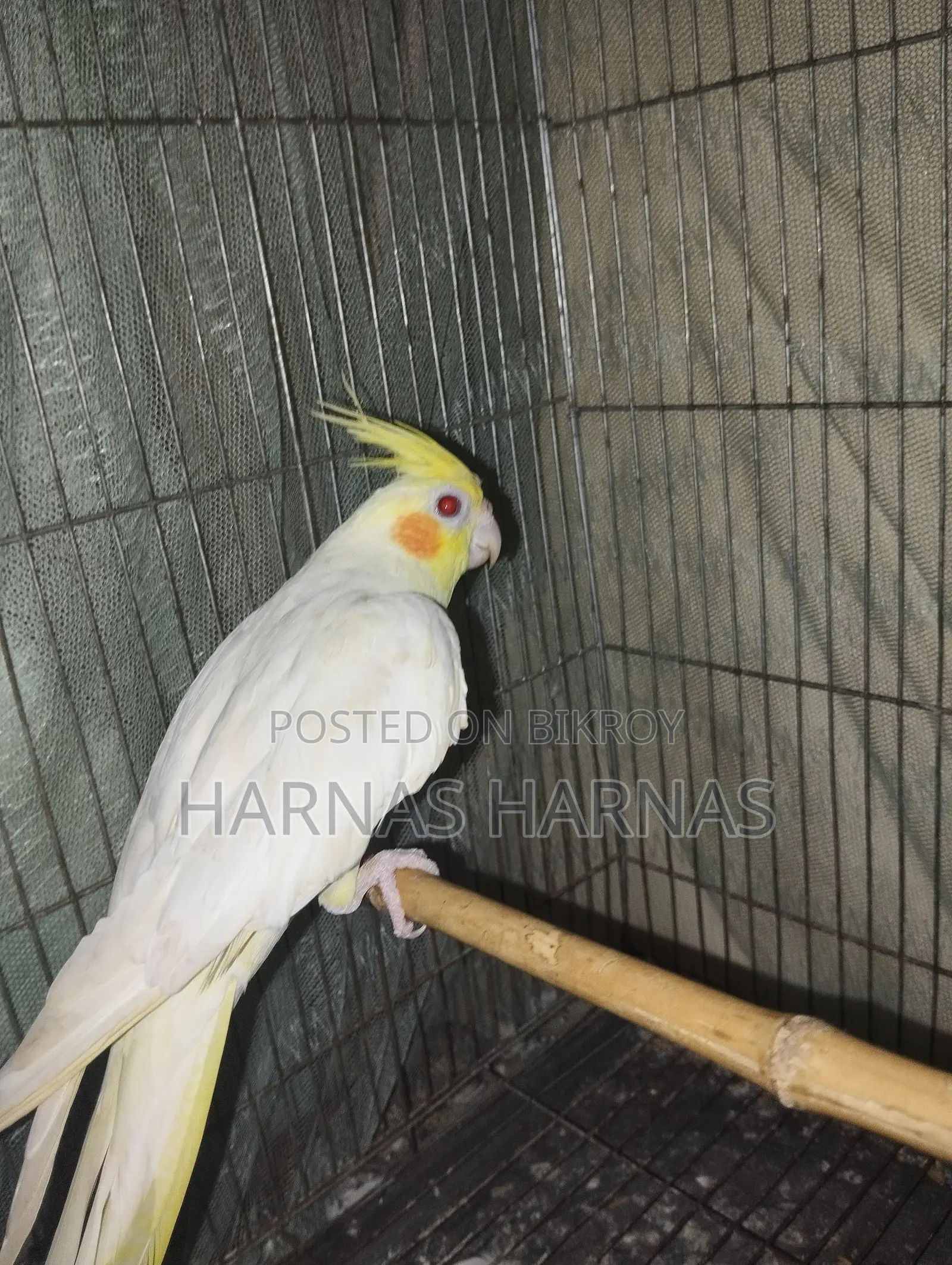 Lutino লুটিনো ককাটেল