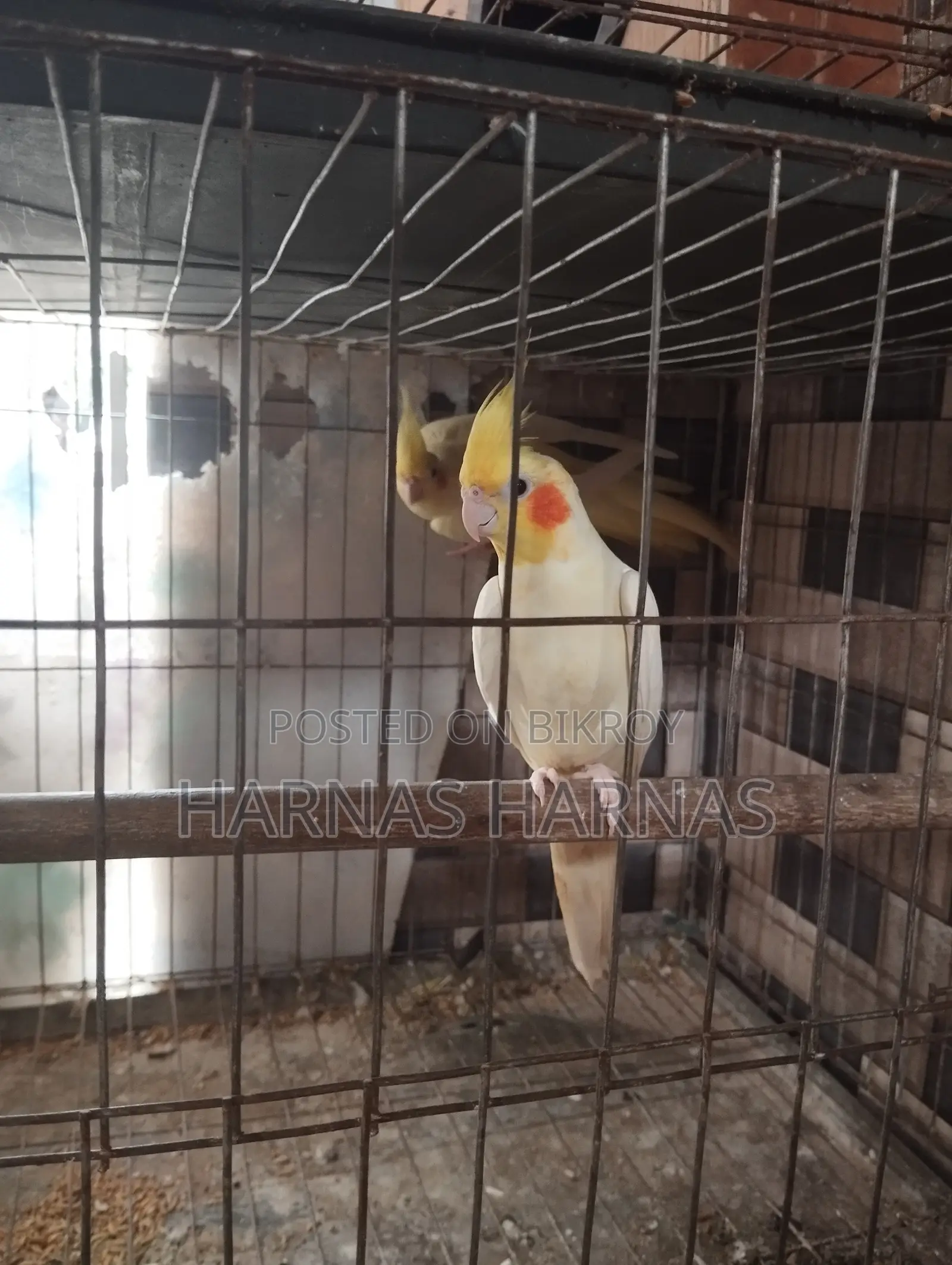 Lutino লুটিনো ককাটেল