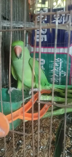 আমার মেল টিয়া টা উড়ে চলে গেছে তাই বিক্রি করে দিচ্ছি