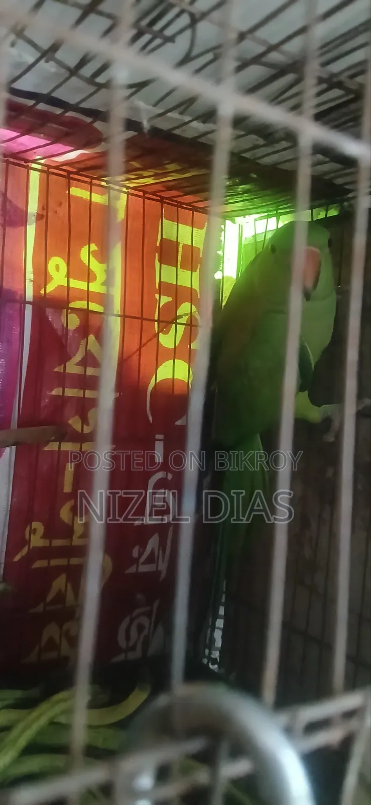 আমার মেল টিয়া টা উড়ে চলে গেছে তাই বিক্রি করে দিচ্ছি